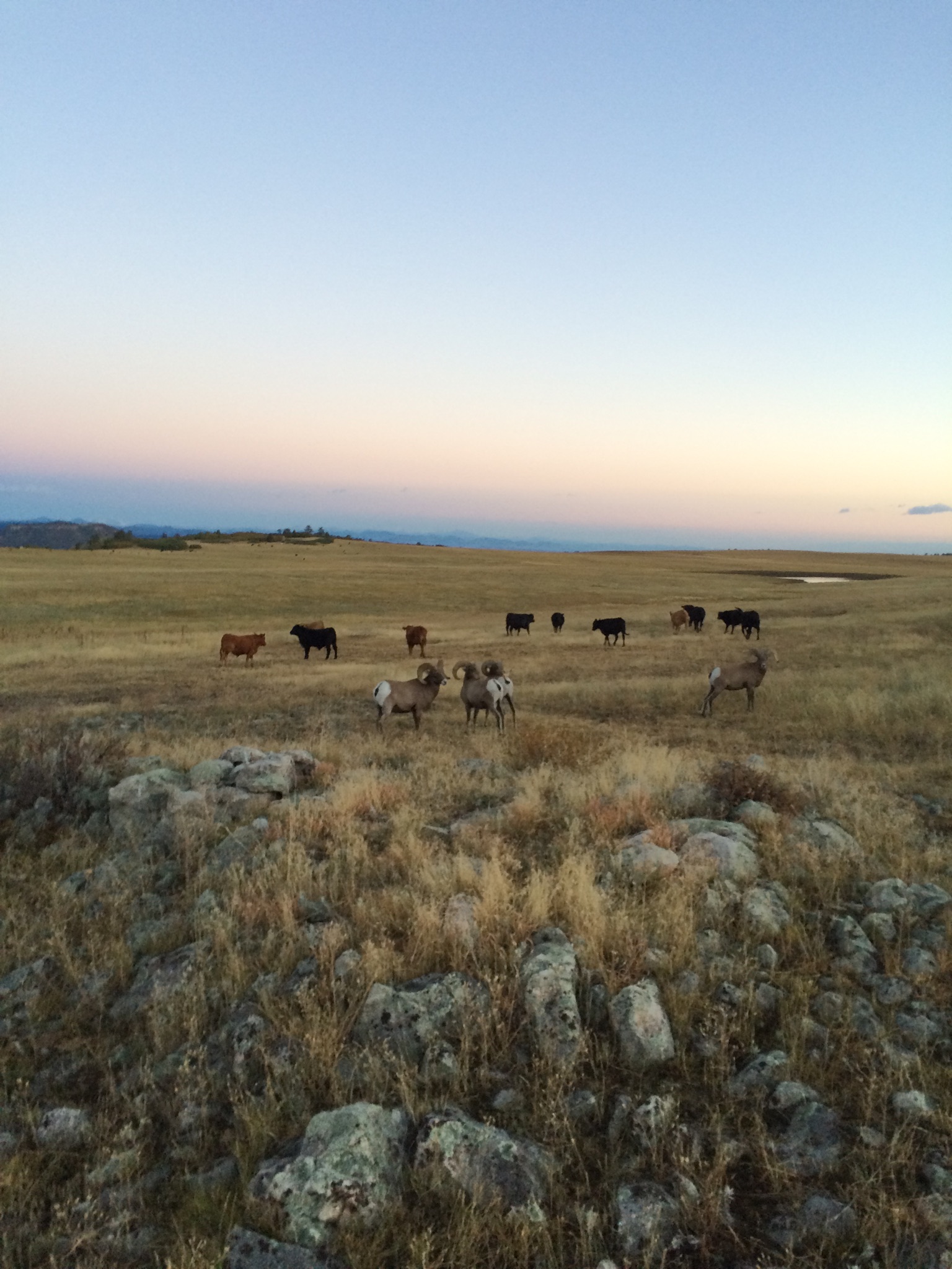 Bighorn graze with cattle 2016