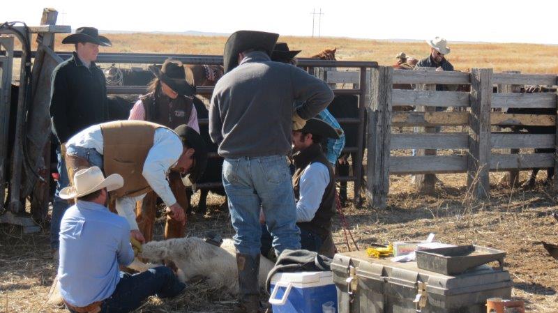 branding and vaccinating calves
