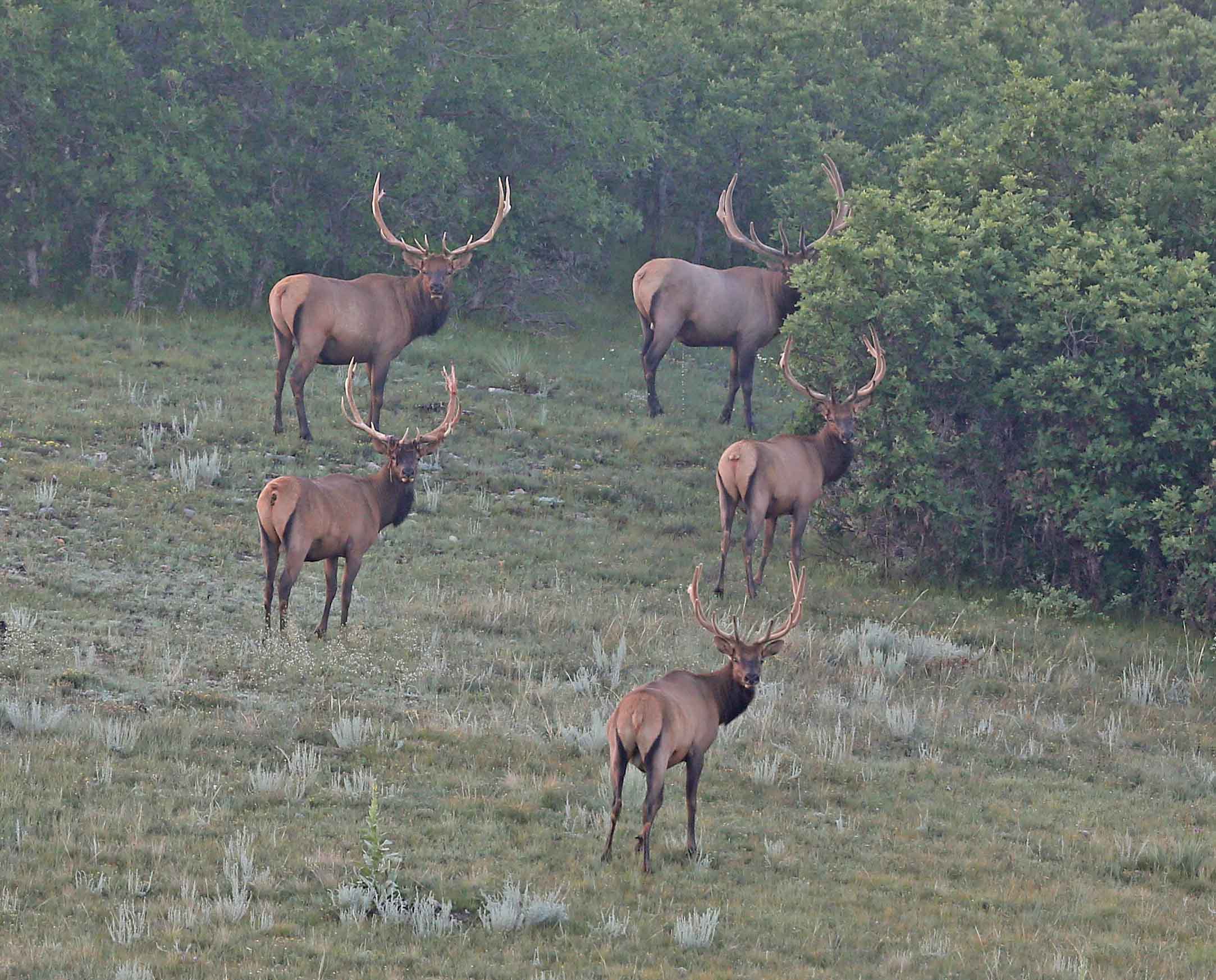 A group of handsome elk