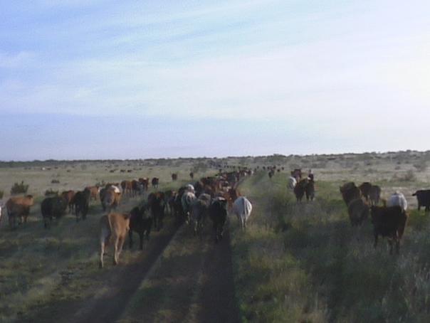 JA Ranch Brand - STAKED PLAINS