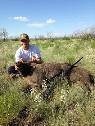 One big boar
