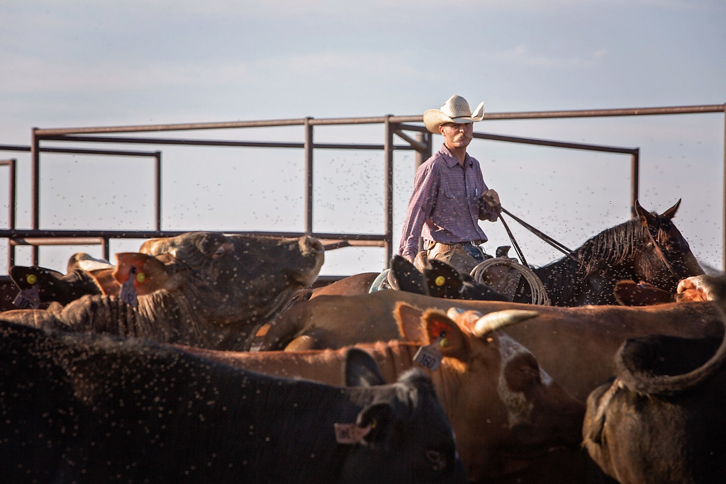 JA Ranch Brand - STAKED PLAINS