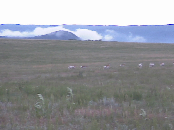 Antelope in Colorado--Click for more