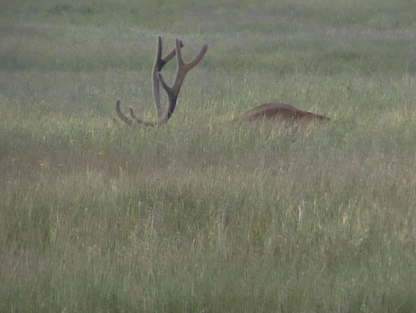 Elk in Grass--Click here for more wildlife in Colorado photos