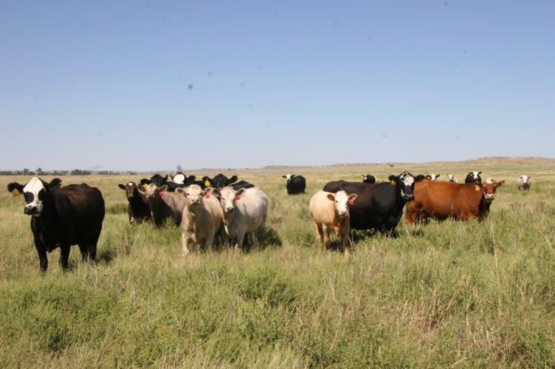 2015 good rains brought fat cows and good calves