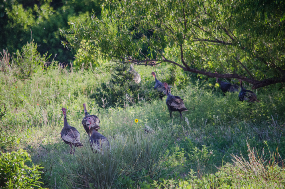 Rio Grande Turkeys