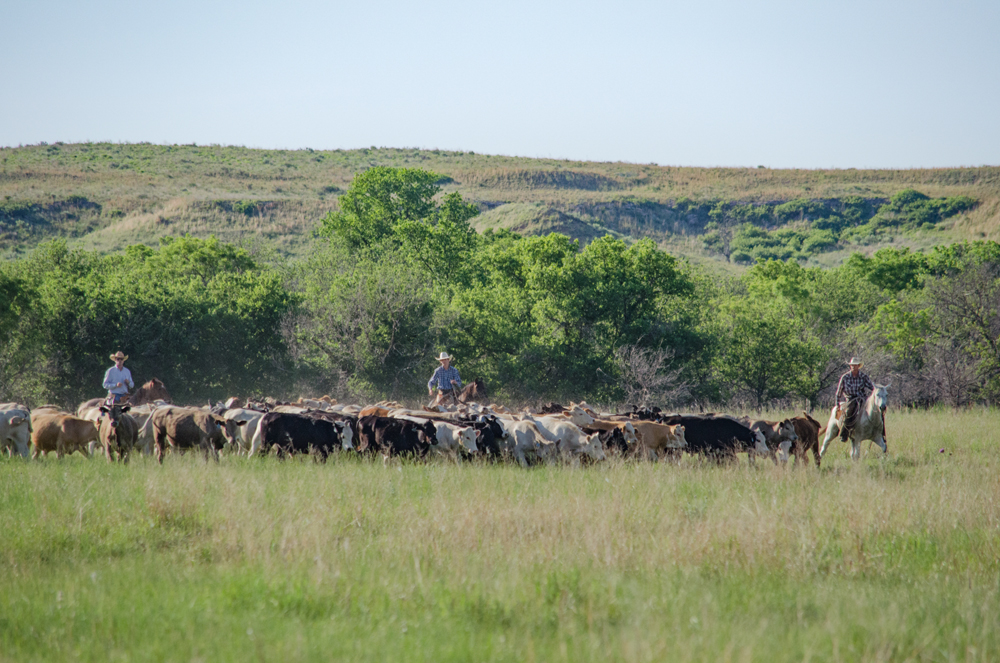 Gathering Yearlings