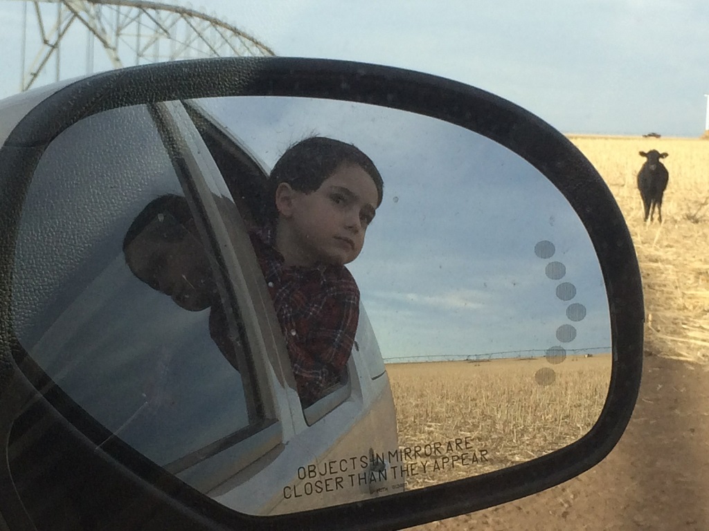 Henry checks on wheat cattle